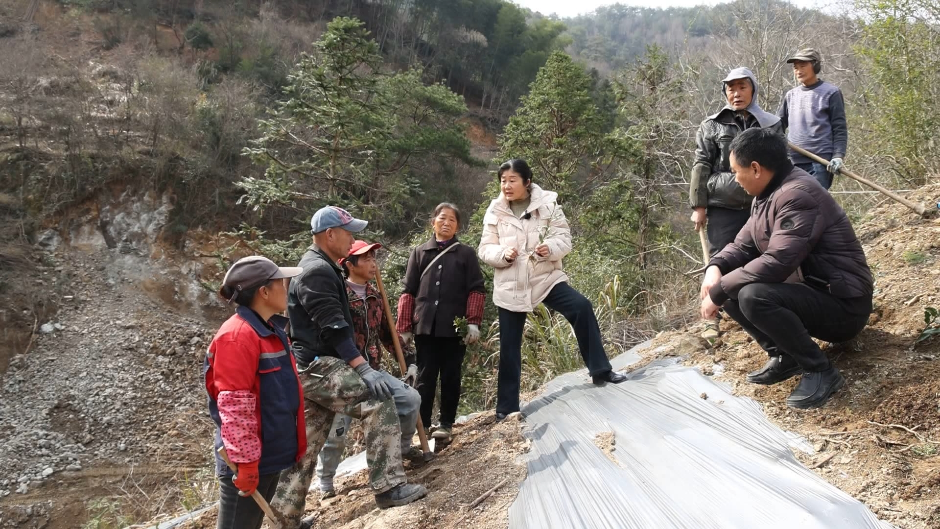 皖歙縣：萬畝茶園「大託管」 創(chuàng)新模式促「三贏」