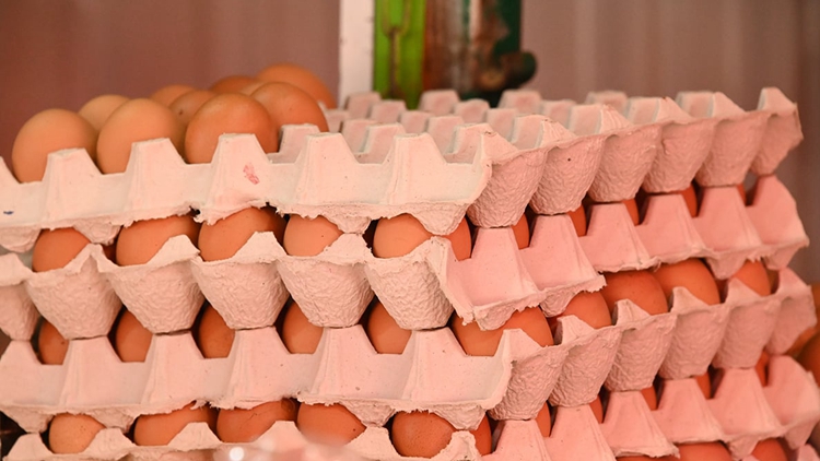 本港暫停進口印度中央邦Chhindwara地區(qū)禽蛋