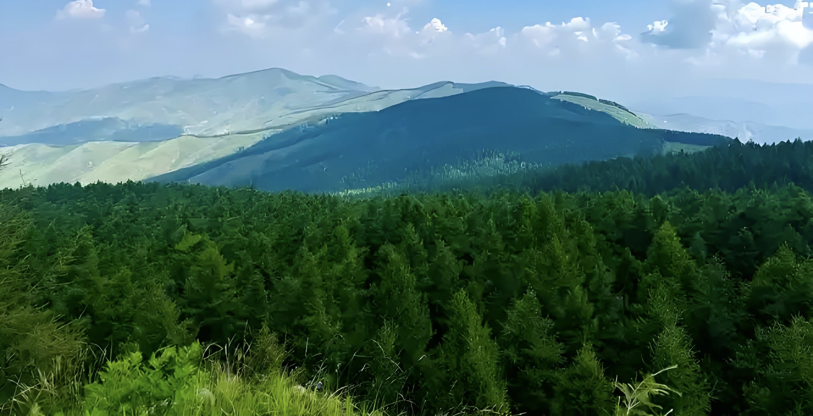 山西省發(fā)布2025年第一號(hào)總林長令 嚴(yán)格做好森林草原火災(zāi)防控工作