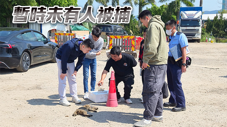 上水河上鄉(xiāng)虐殺花貓 警列殘酷對待動物案
