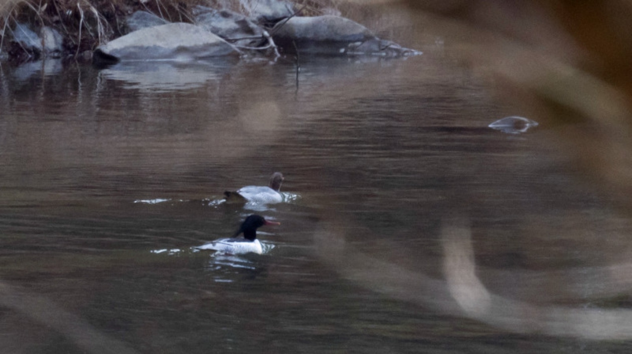 中華秋沙鴨黃胸鵐「落戶」 皖黟縣生物多樣性保護(hù)成效顯著