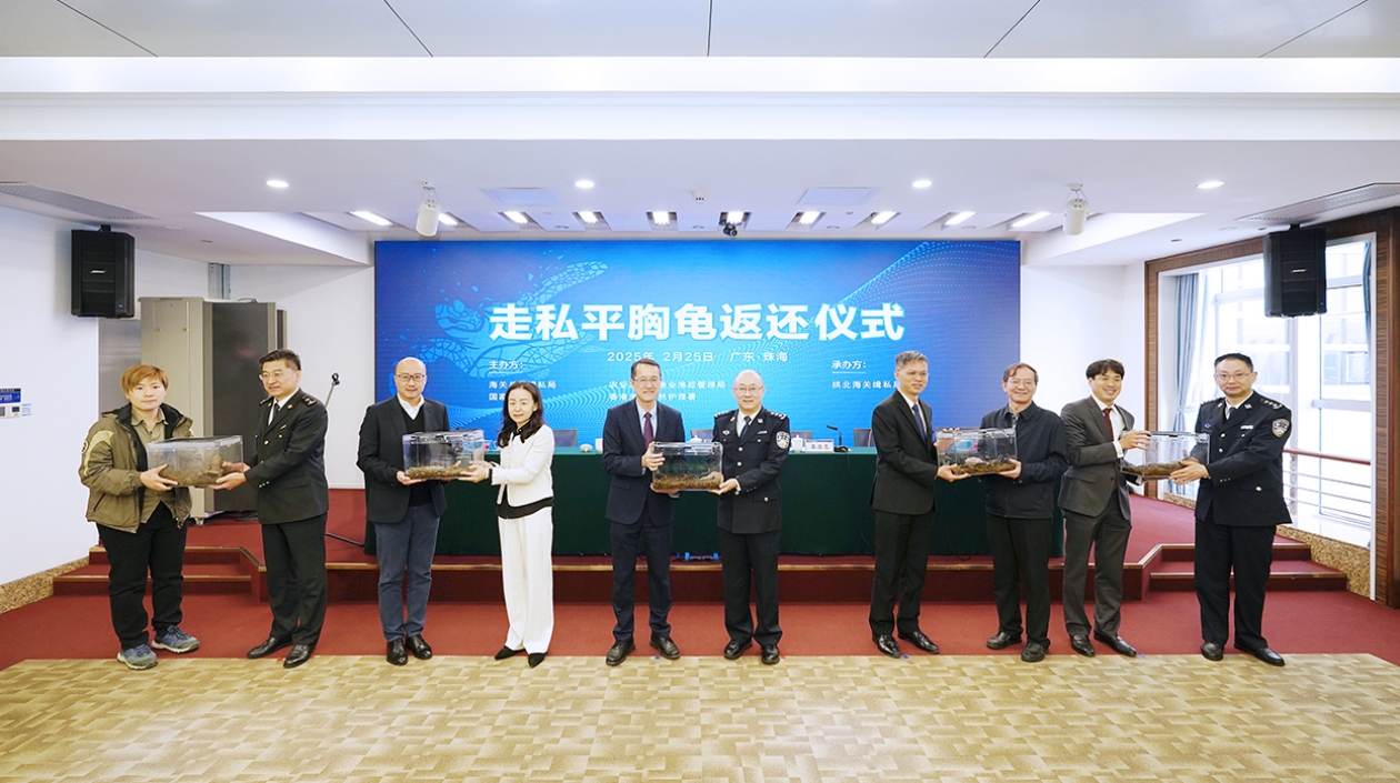 內(nèi)地首次在珠海向香港返還走私瀕危物種平胸龜