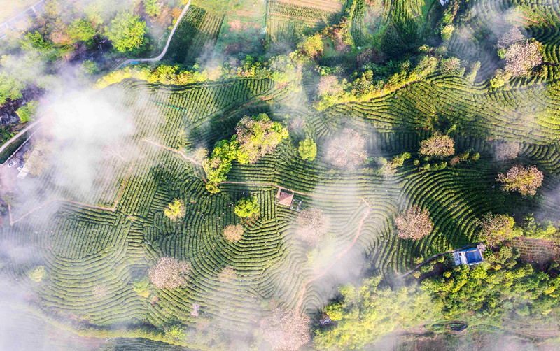 創(chuàng)新傳承譜新篇  祁門紅茶再登榜