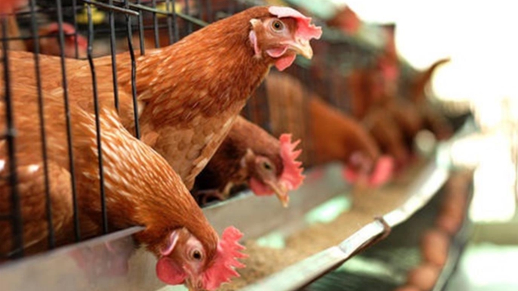 爆發(fā)高致病性禽流感 本港暫停進口波蘭多地禽肉及禽類產(chǎn)品