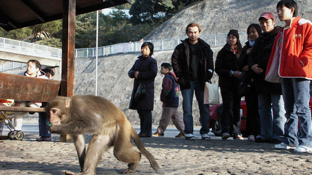 男子被猴子襲擊感染本港首宗猴皰疹病毒 約4個(gè)月後死亡