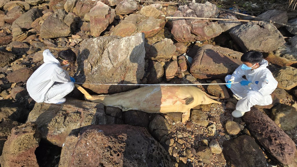 大澳一個(gè)石灘發(fā)現(xiàn)中華白海豚屍體 今年第11宗