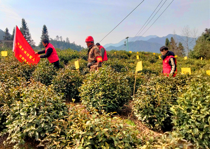 皖黟縣美溪：扡插黃板護(hù)茶園 志願(yuàn)服務(wù)助增收