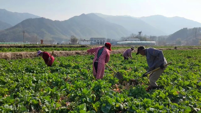 皖黟縣：萬象「耕」新不負(fù)春