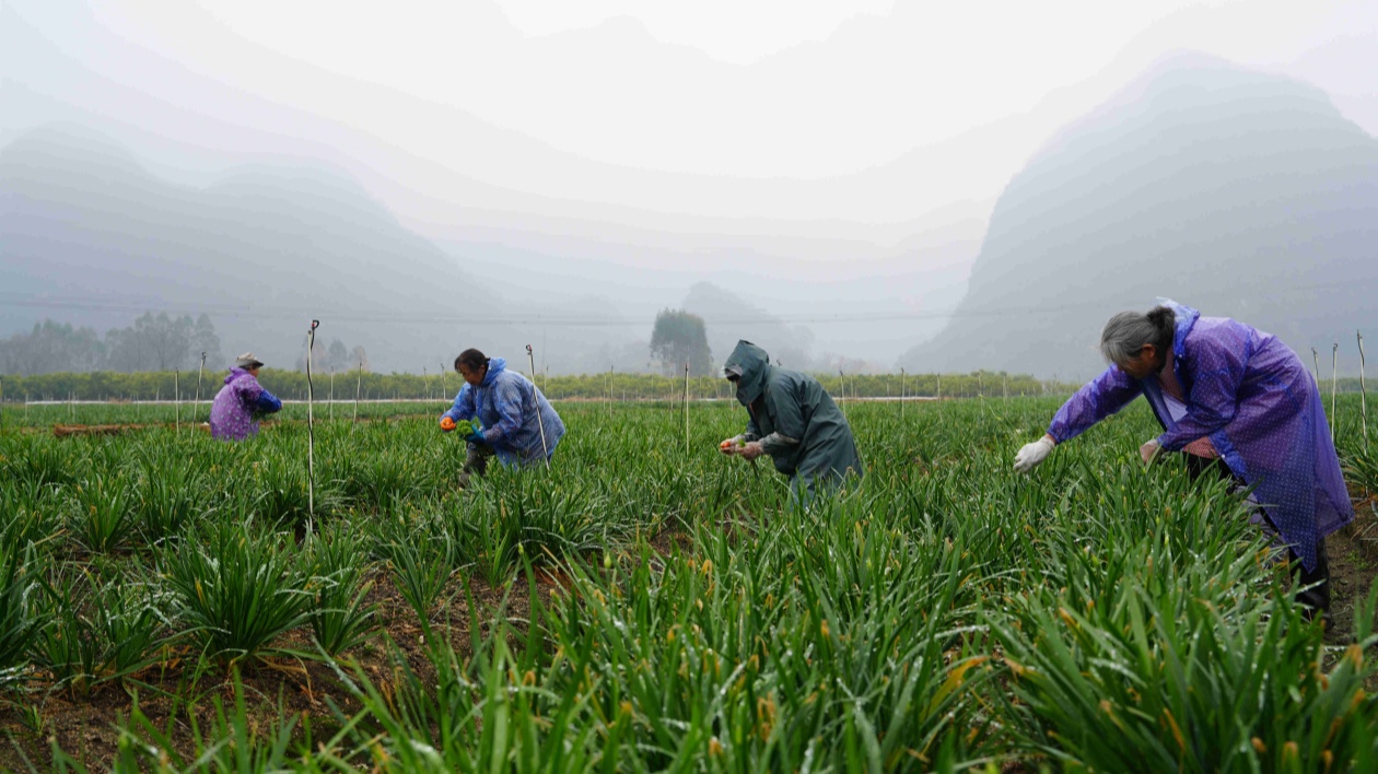 桂賀州鐘山縣供大灣區(qū)蔬菜基地採摘忙