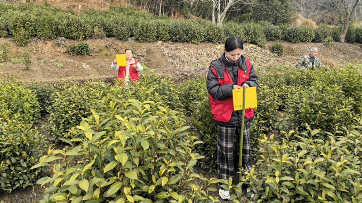 皖黟縣碧陽鎮(zhèn)：聚焦綠色防控 護(hù)航「生態(tài)好茶」