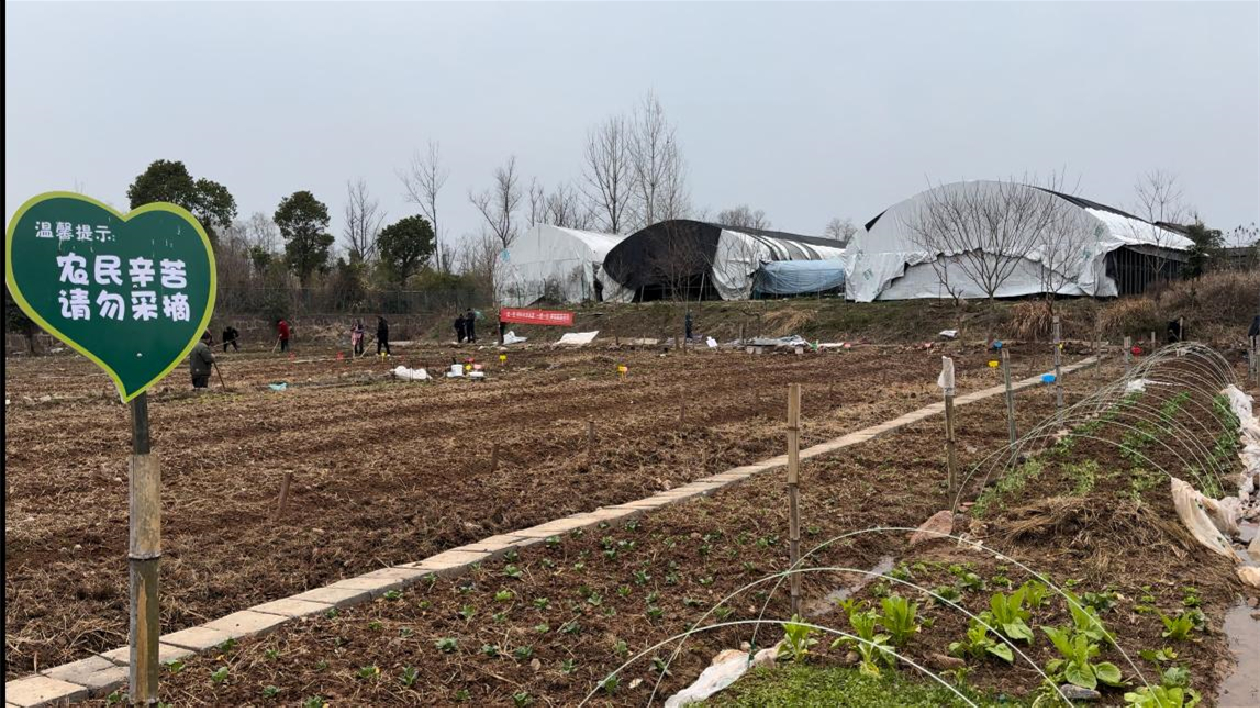 皖屯溪區(qū)：「共享菜園」鋪展和美新景