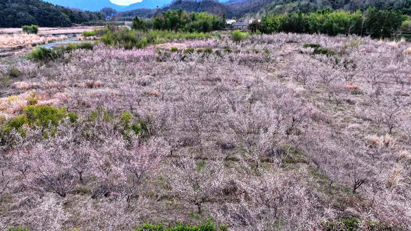 皖黟縣：邂逅青梅花海 共赴石印浪漫