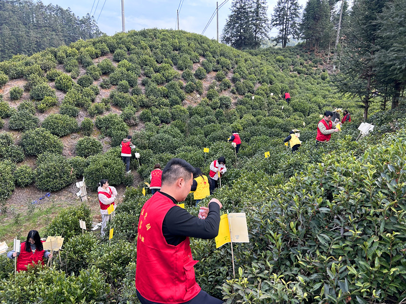 皖黟縣：「小黃板」守護(hù)萬(wàn)畝茶香