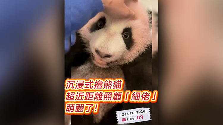 有片 | 沉浸式擼熊貓 超近距離照顧「細(xì)佬」 萌翻了！