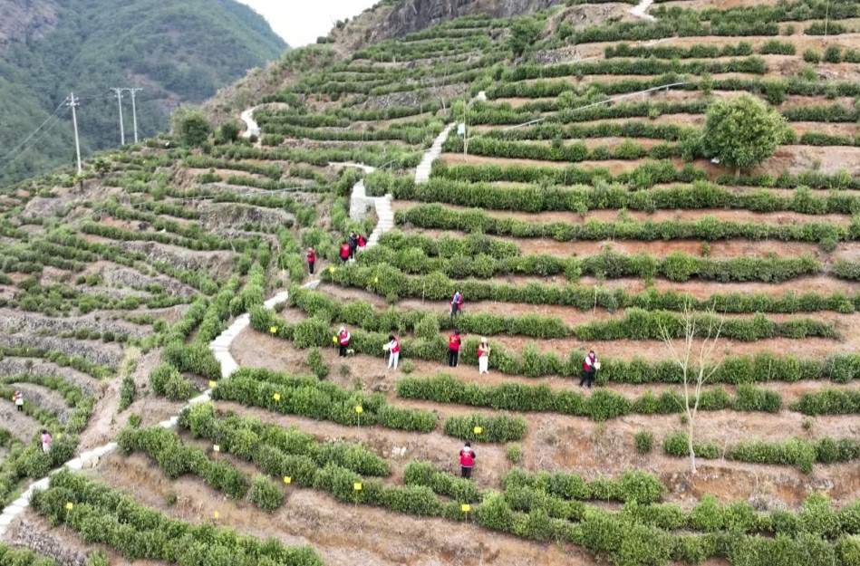 皖歙縣三陽鎮(zhèn)：春茶臨採摘  綠防促增收