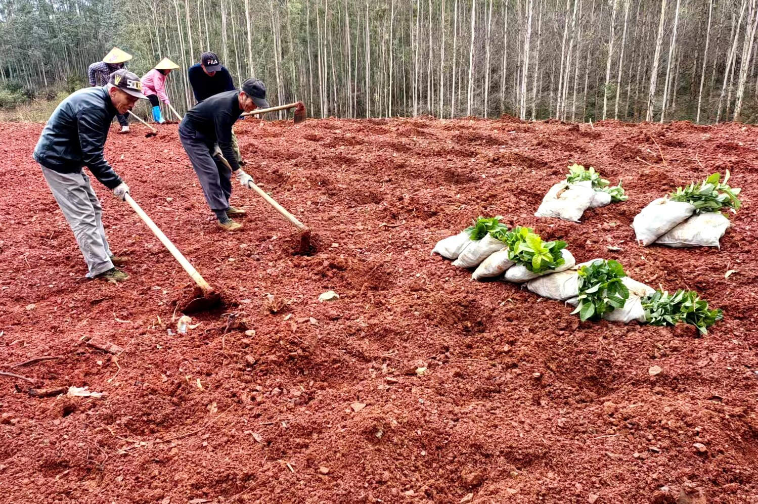 桂賀州平桂區(qū)年計(jì)劃增種中藥材超2萬(wàn)畝