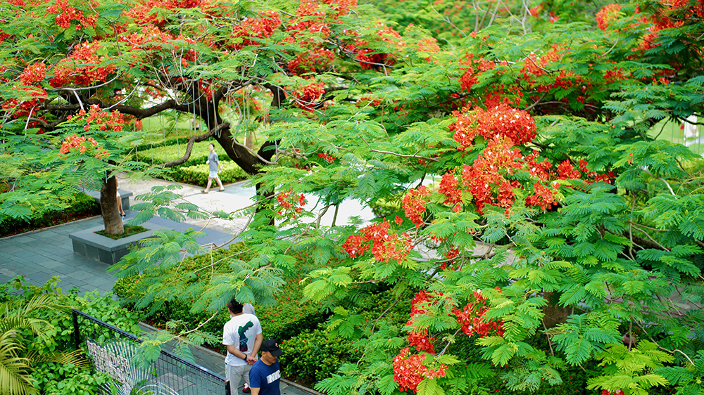 怕冷星人有救啦！陽光回歸，深圳氣溫開啟「逆襲模式」