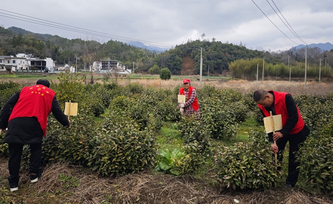 皖黟縣西遞鎮(zhèn)：「金甲衛(wèi)士」護(hù)守生態(tài)茶園