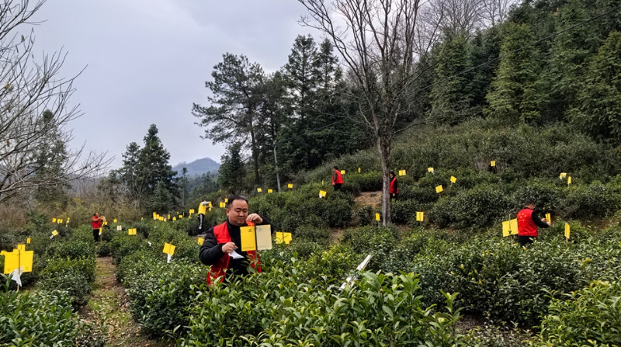 皖黟縣柯村鎮(zhèn)：紅色初心潤沃土 綠色使命助茶農(nóng)