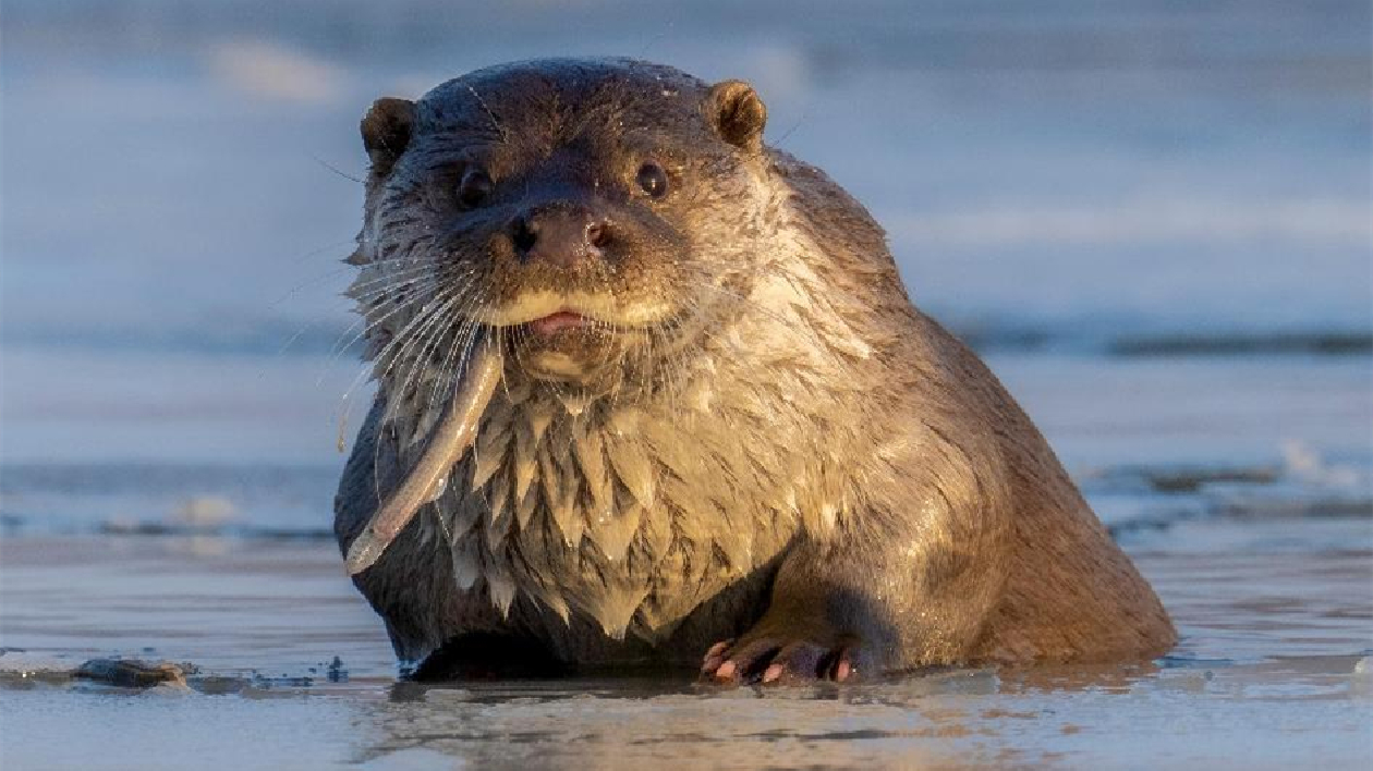 透過水獺視角 龍井市「三大體系」建設(shè)如何讓生態(tài)優(yōu)勢(shì)成為可持續(xù)發(fā)展的最大「本錢」？（上）