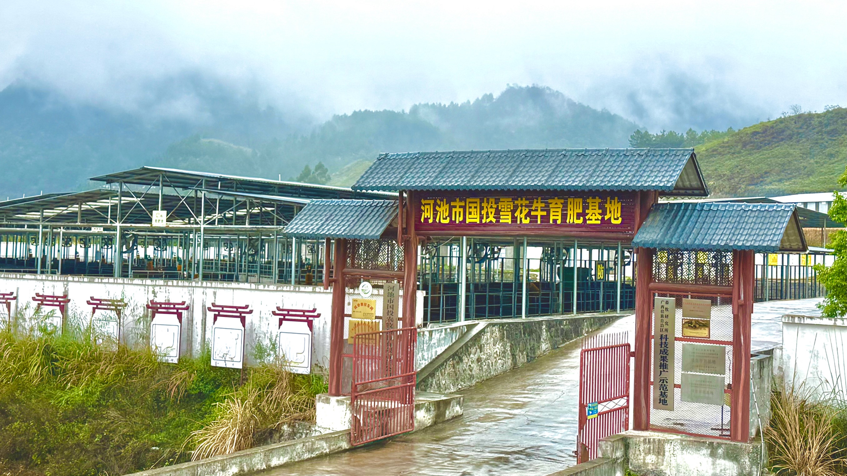 按摩聽歌睡軟床！本報(bào)記者探訪供港牛肉養(yǎng)殖基地