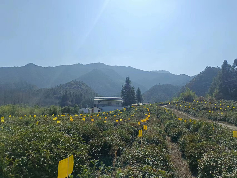 「小黃板」撐腰「生態(tài)茶」  皖黟縣實現(xiàn)全域茶園零污染