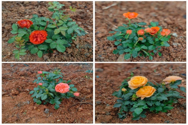 攜手添新綠 湖南高速服務(wù)區(qū)開展植樹節(jié)活動