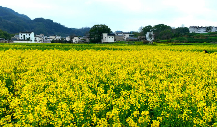 皖歙縣：雨潤(rùn)新安江 菜花初綻黃