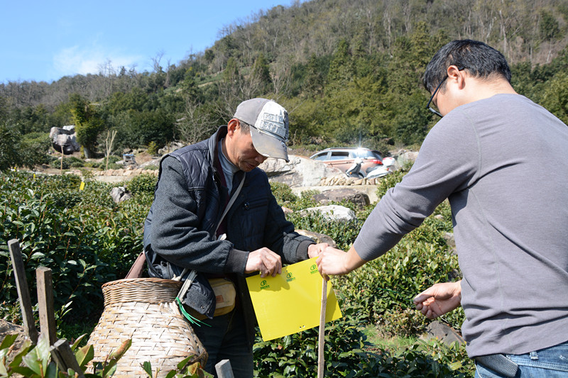 皖黃山區(qū)新明：太平猴魁核心產(chǎn)區(qū) 綠色防控有序推進