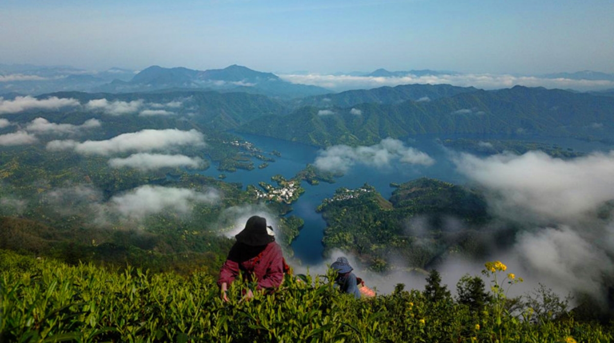 「綠色茶山」變成「金山銀山」  皖黃山區(qū)深耕地理標誌品牌沃土
