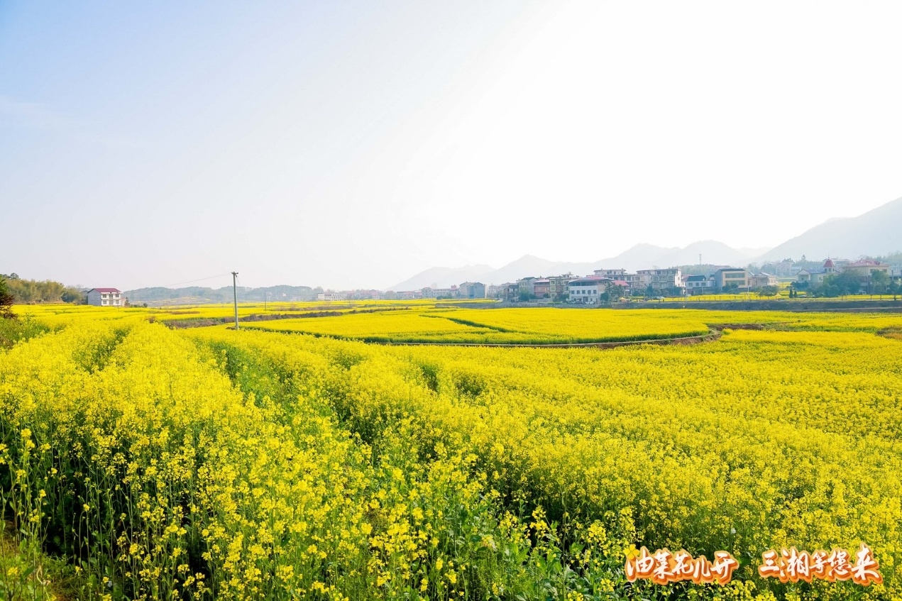 婁底雙峰第十四屆油菜花文旅推廣（體驗(yàn)）月開啟