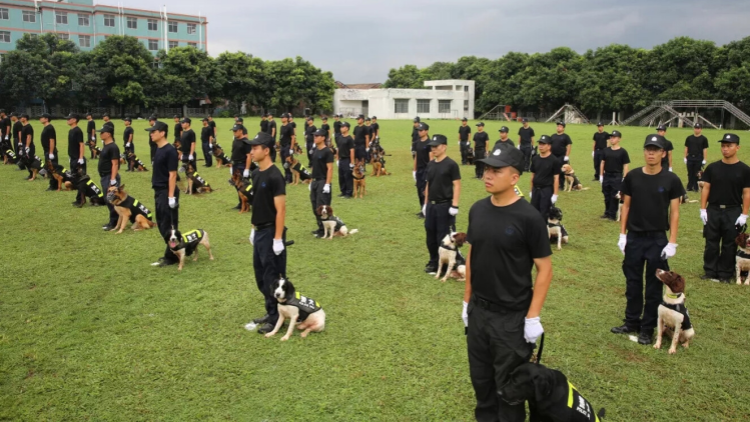 廣州公安「汪汪隊(duì)」備戰(zhàn)十五運(yùn)會(huì)：科技賦能練就「神犬奇兵」