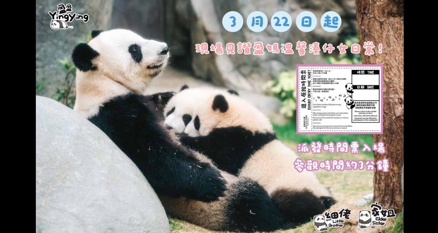 大熊貓盈盈與龍鳳胎周六起在「大熊貓之旅」展館與公眾見(jiàn)面