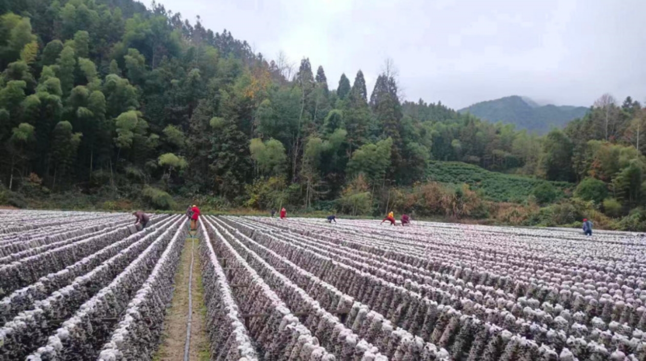 皖黟縣美溪：堅(jiān)守初心繪新篇 深耕「三農(nóng)」責(zé)任田