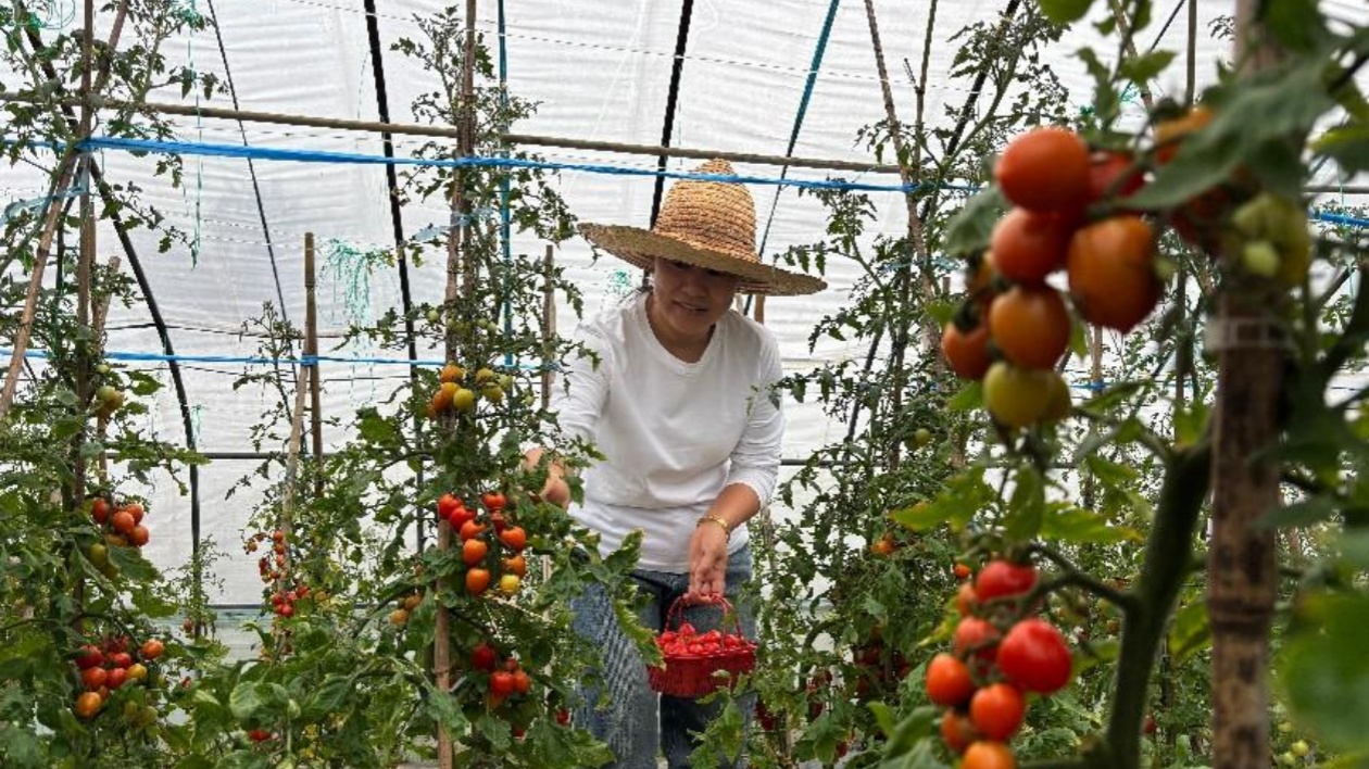 皖屯溪區(qū)：新模式攜手 小番茄成「搖錢果」