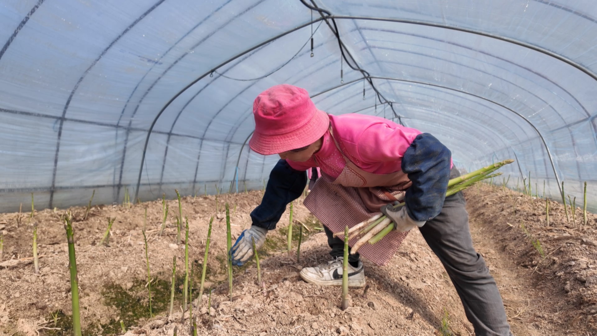 皖黟縣：蘆筍產(chǎn)業(yè)開啟致富之門「綠鑰匙」