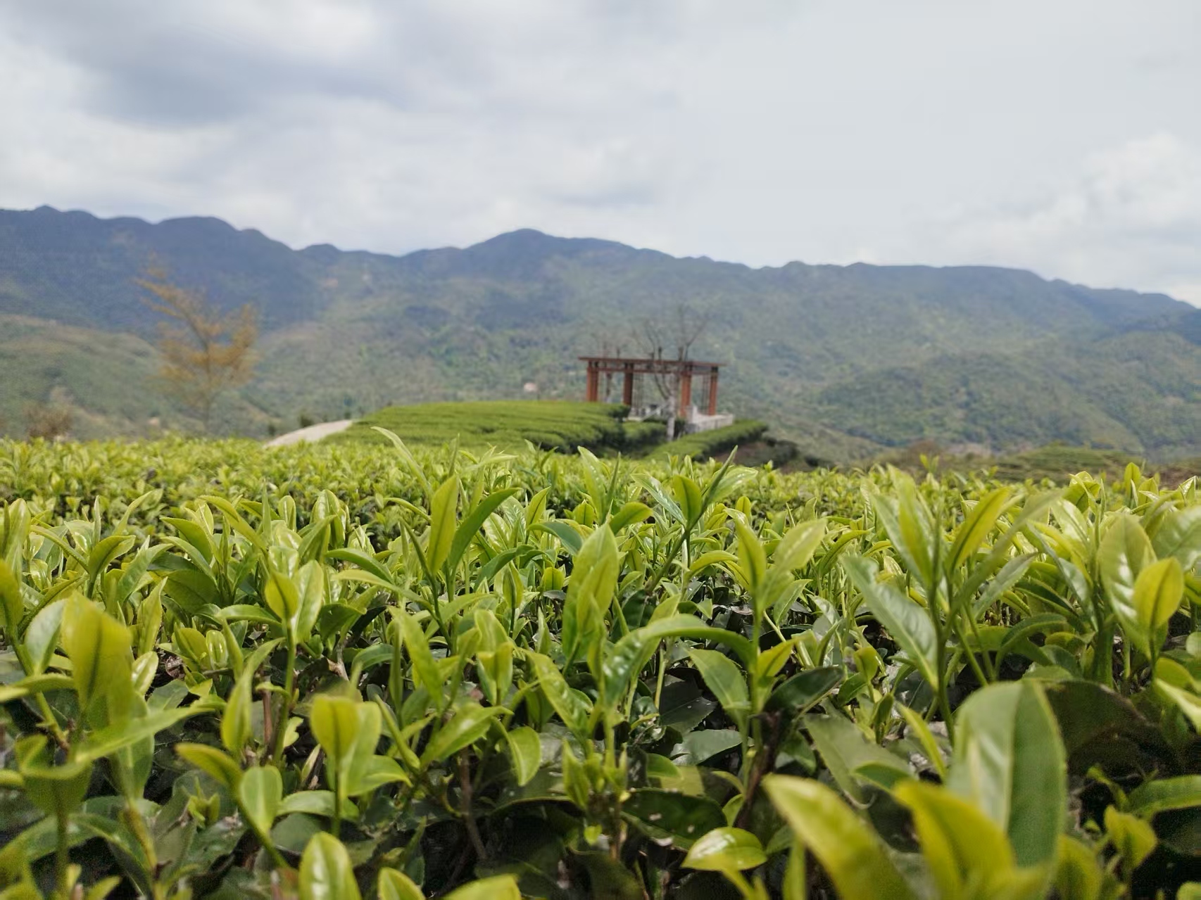 首屆陸河茶文化節(jié)系列活動暨南萬春茶開採節(jié)即將啟幕