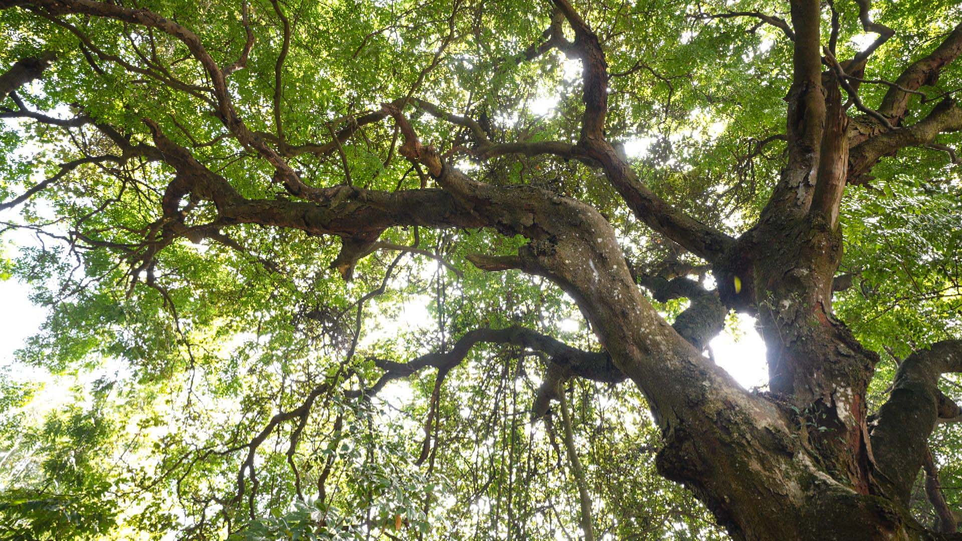 桂玉林容縣為古樹(shù)名木撐起 「保護(hù)傘」