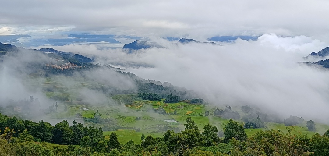 【長(zhǎng)在隨筆】大苗的「豪宅」