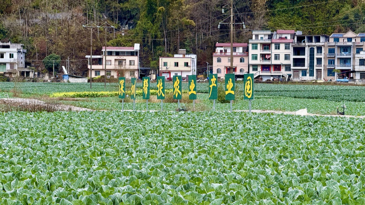 粵桂合作「結(jié)碩果」桂河池鳳山縣打造大灣區(qū)「菜籃子」與產(chǎn)業(yè)轉(zhuǎn)移高地