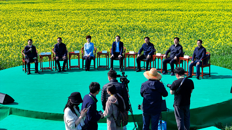 春到白岳花醉人  2025休寧油菜花攝影旅遊季拉帷