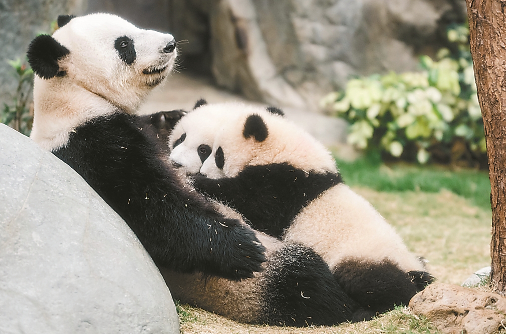 大熊貓龍鳳胎與媽媽「盈盈」今日首度同框亮相