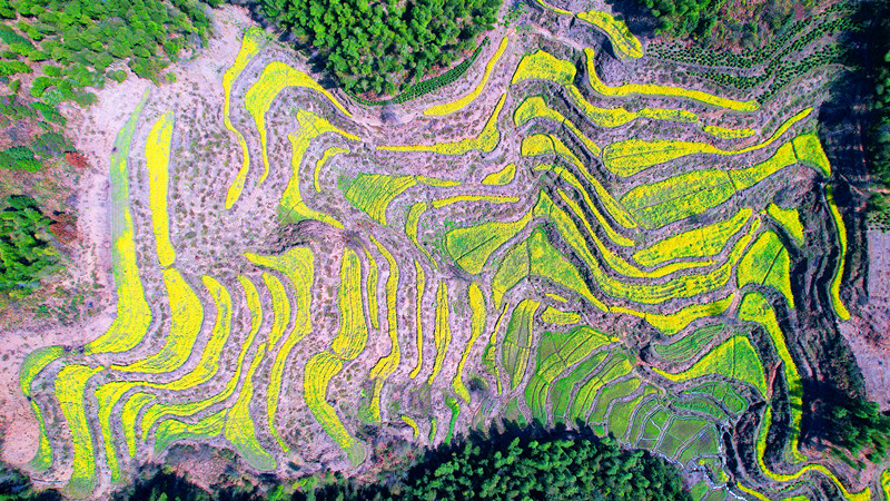 皖休寧縣：8萬(wàn)畝油菜花綻放「金色經(jīng)濟(jì)」