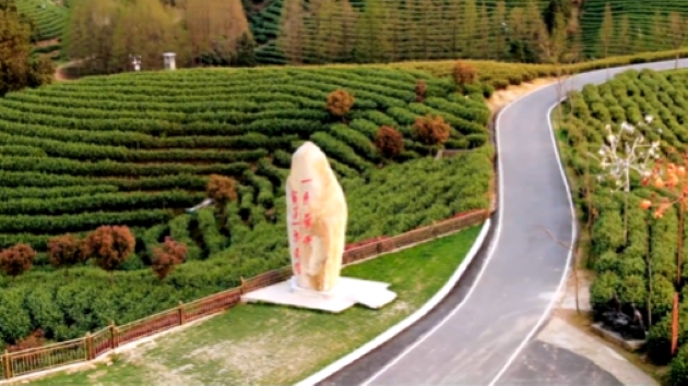 AI賦能共同富裕 20餘萬畝安吉白茶明起正式開採