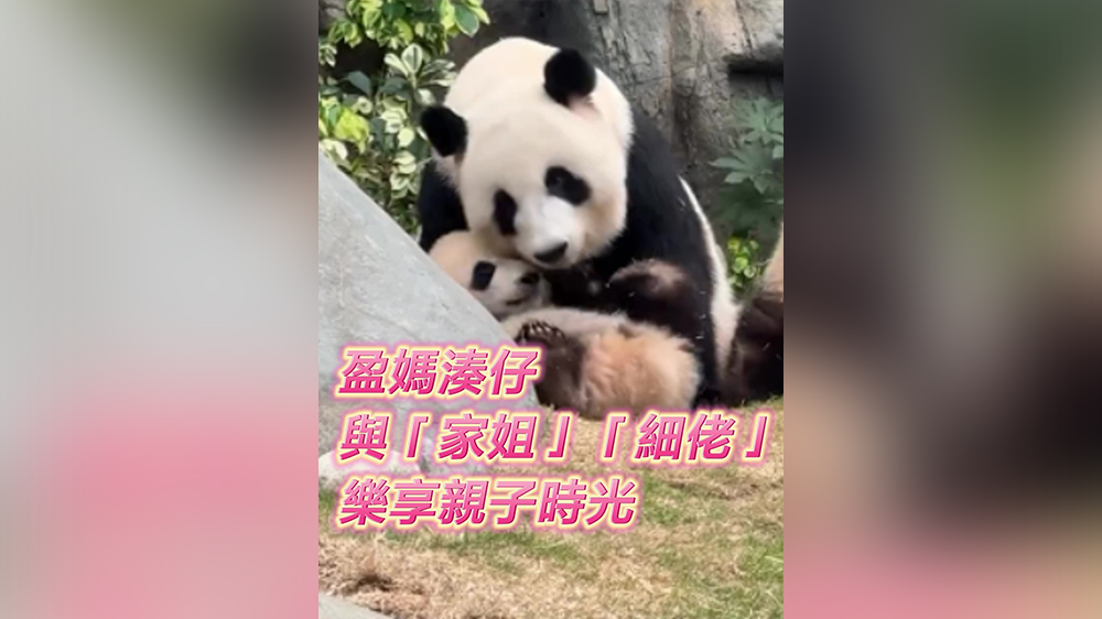 有片｜「盈媽」湊仔，與「家姐」「細(xì)佬」樂(lè)享親子時(shí)光！