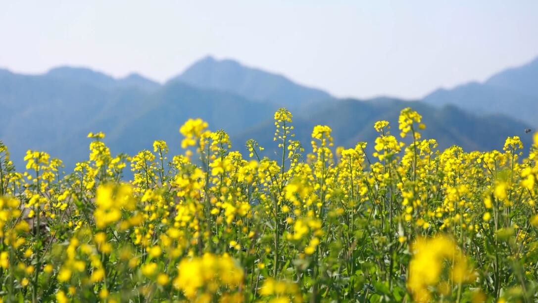 皖歙縣石潭：漫山油菜花似海  「賞花經(jīng)濟(jì)」綻芬芳