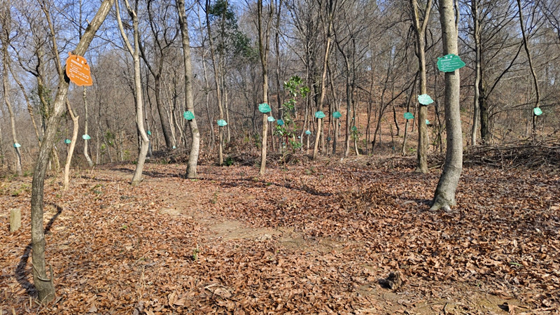 讓生態(tài)產(chǎn)品盡現(xiàn)其值 皖歙縣創(chuàng)新「儲備林+」促生態(tài)與經(jīng)濟(jì)雙贏