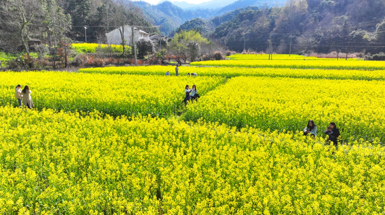 皖祁門縣：油菜花開迎客來