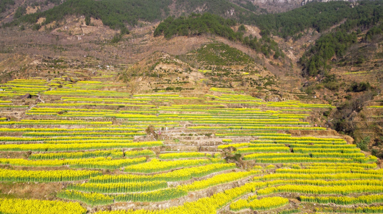 皖歙縣三陽梯田油菜花海不日盛放
