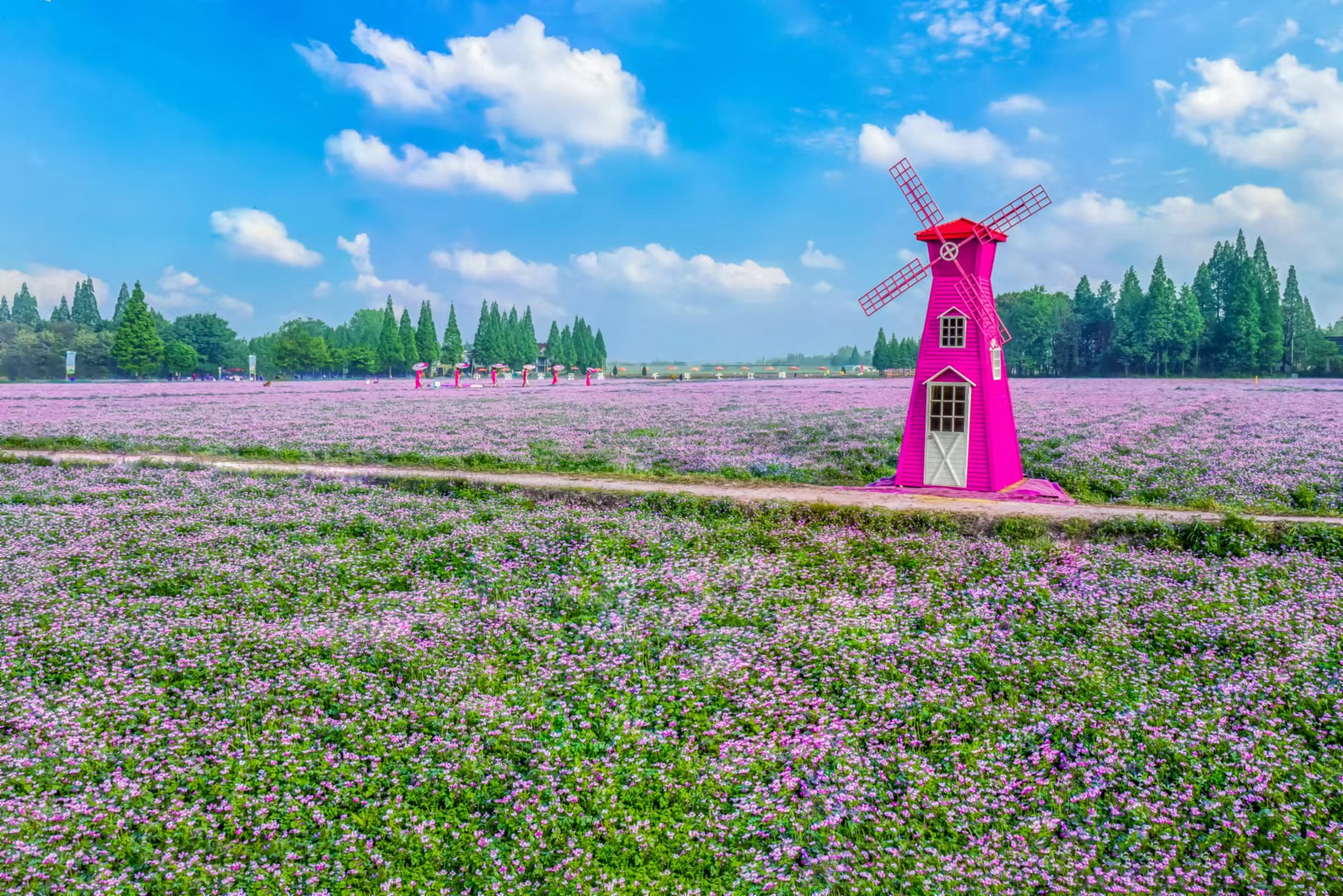 安徽南陵：紫雲(yún)英繪就田園美畫卷 「+」出鄉(xiāng)村振興新未來(lái)